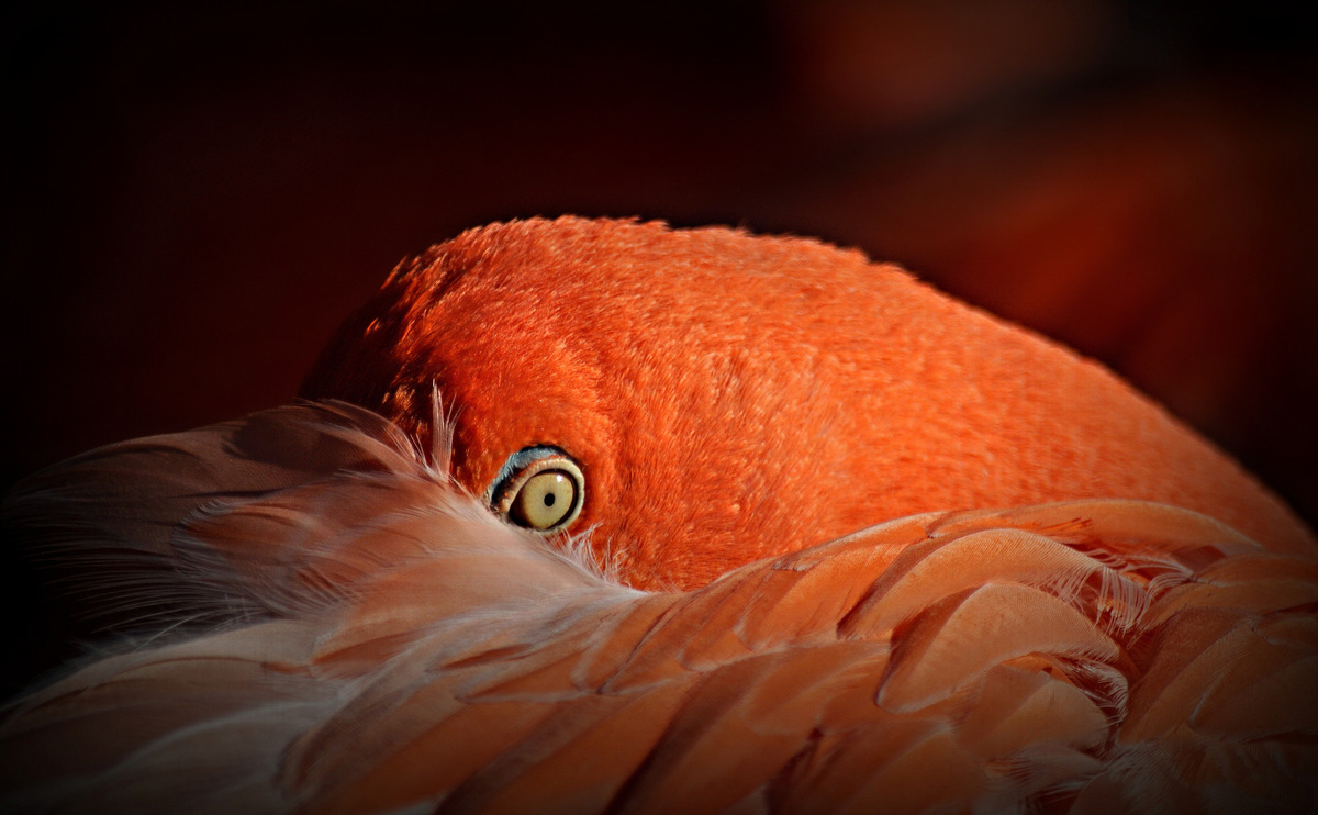 Leipziger Flamingo...
