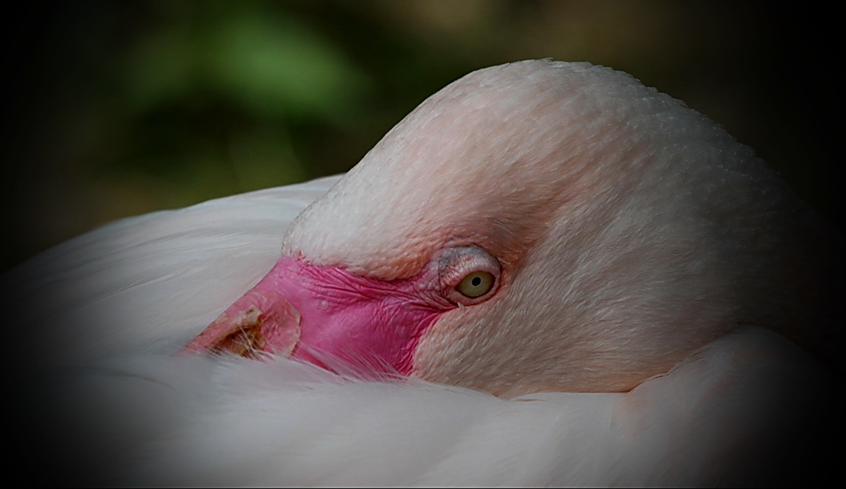 das Auge...