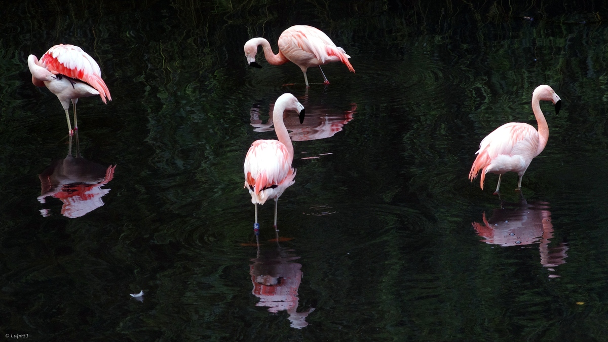 Flamingos