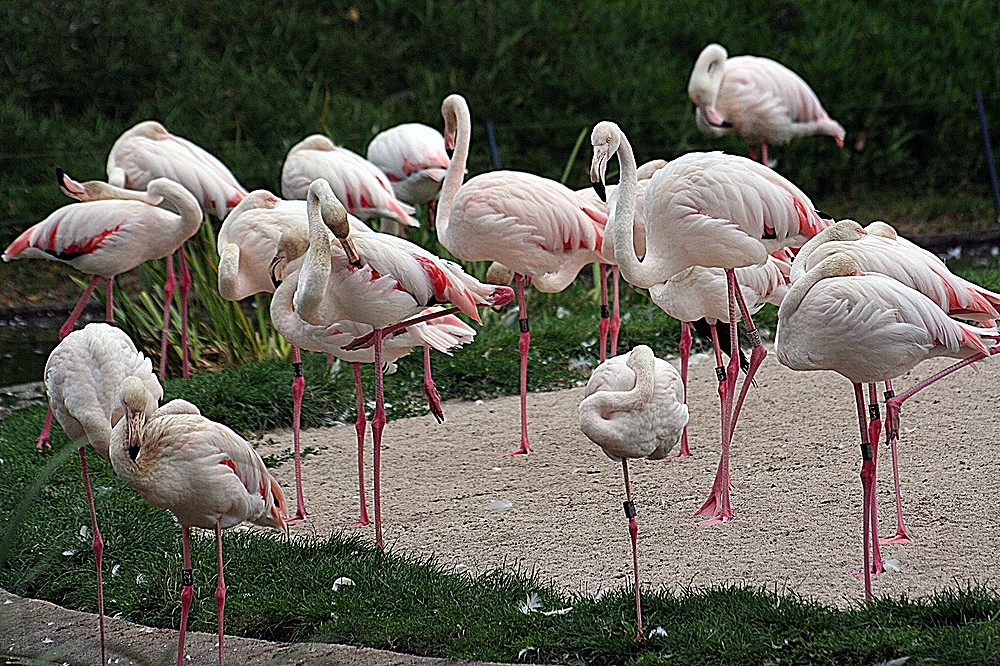 Flamingos