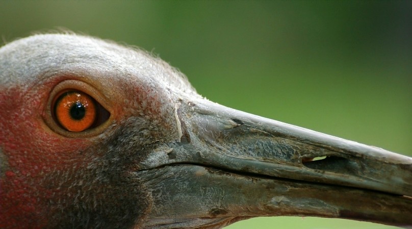 Ich hab dich im Auge