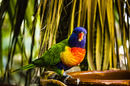 Fotos_Papageien