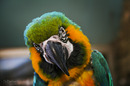 Fotos_Papageien