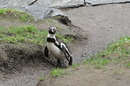 Fotos_Pinguine
