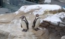 Fotos_Pinguine