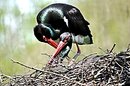 Nestpflege der Schwarzstörche im Zoo Rheine