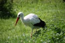 Storch