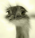 Emu
