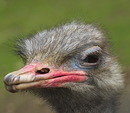 Fotos_Strauß, Emu, Nandu