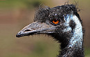 Emu