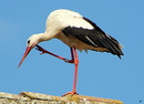 Fotos_Strauß, Emu, Nandu