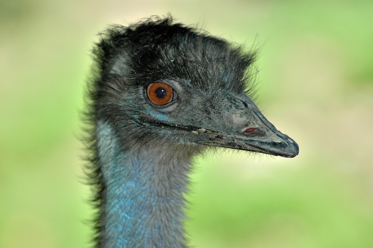 Emu...