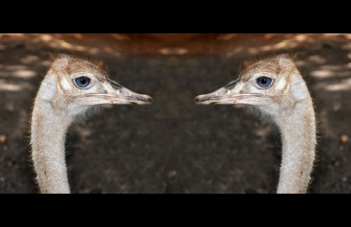                          •••schau mir in die Augen Kleines•••