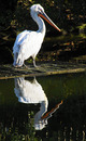 Fotos_Pelikane, Kormorane, Tölpel