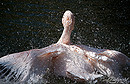 Fotos_Pelikane, Kormorane, Tölpel