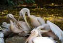 Fotos_Pelikane, Kormorane, Tölpel