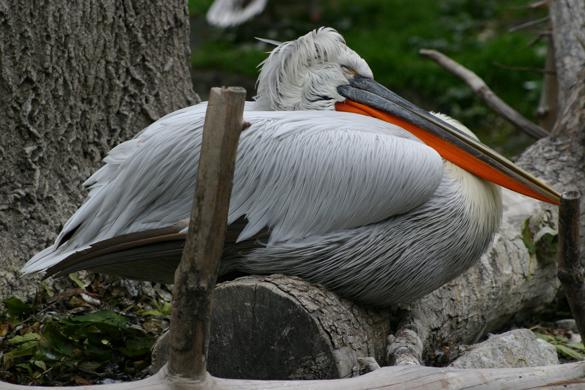 Müde