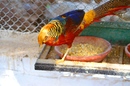 Zoovögel