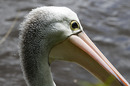 Fotos_Sonstige Zoovögel