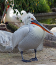 Fotos_Sonstige Zoovögel