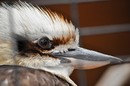 Fotos_Sonstige Zoovögel