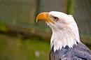 Fotos_Sonstige Zoovögel