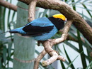 Fotos_Sonstige Zoovögel