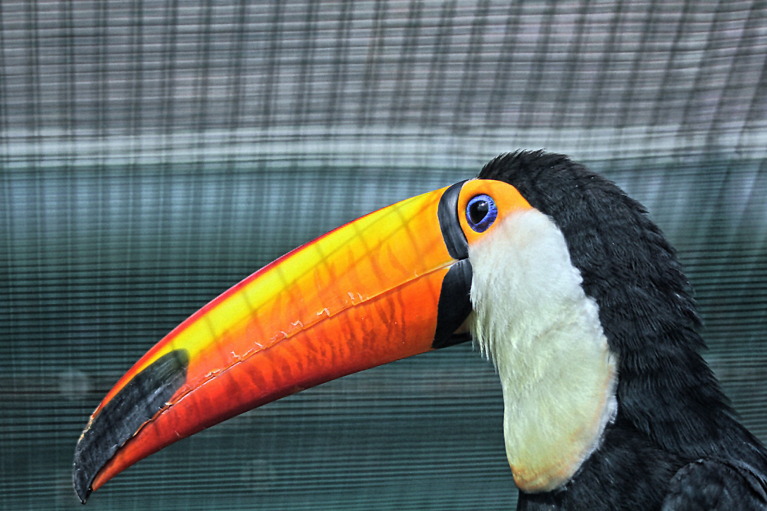 tukan