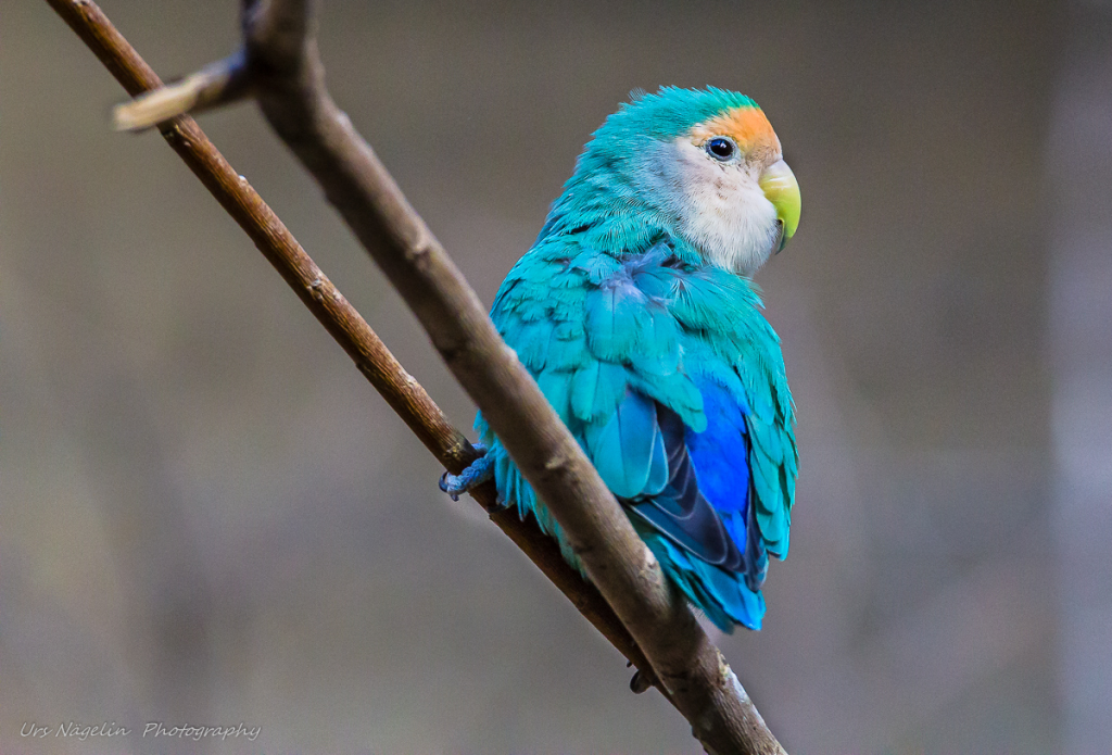 Bin ich nicht Hüpsch?