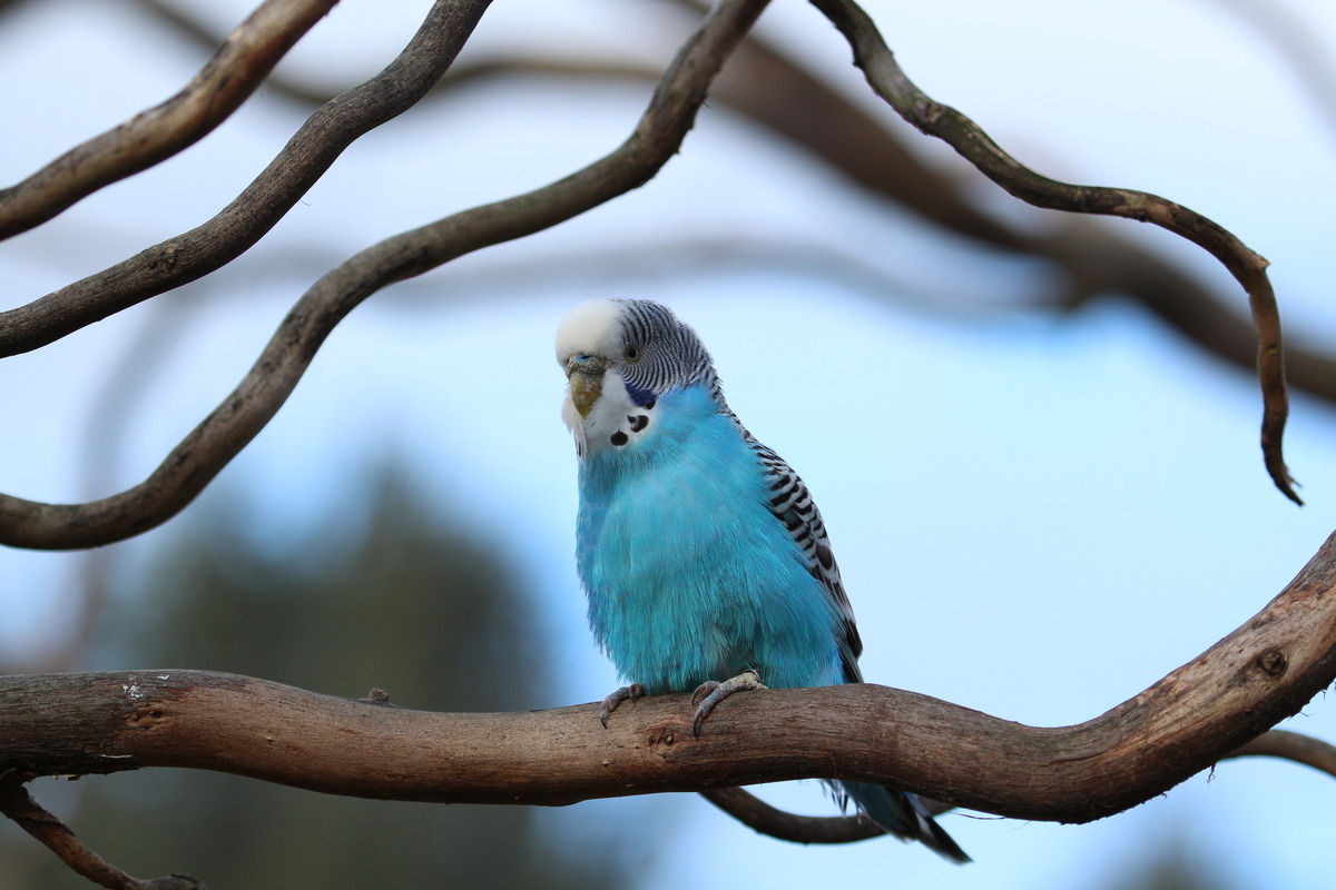 Blauer Wellensittich 