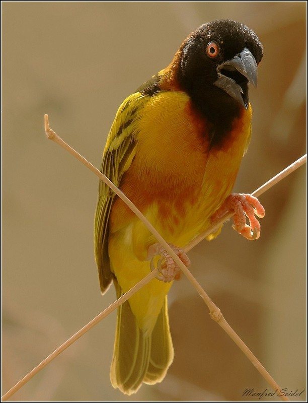 ~~~ ich seh dich ~~~