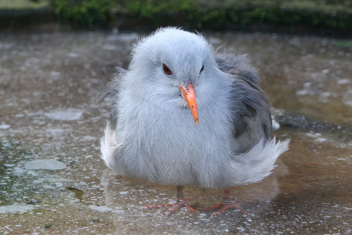 Kagu