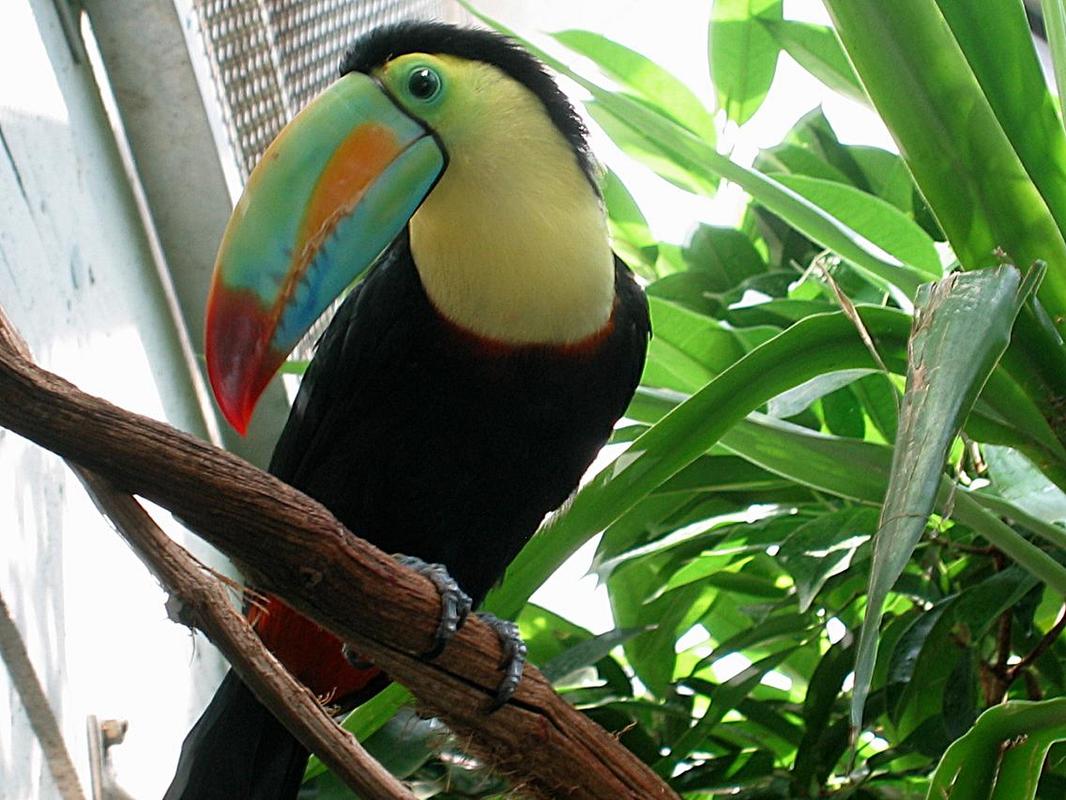 Tukan