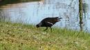 Fotos_Hühnervögel, Birkhühner, Pfaue 