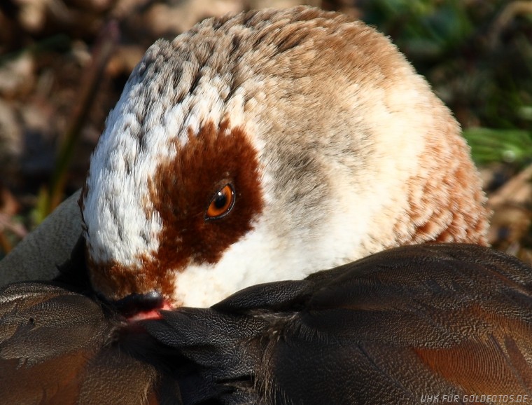 Asiatische Gans beim Mittagsschläfchen