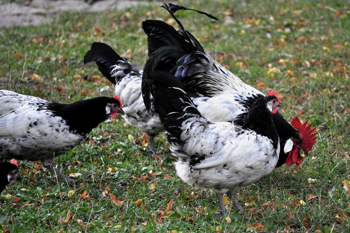 Hühner, Hahn und Eichel