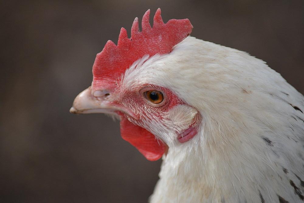 ... und lege jeden Tag ein Ei