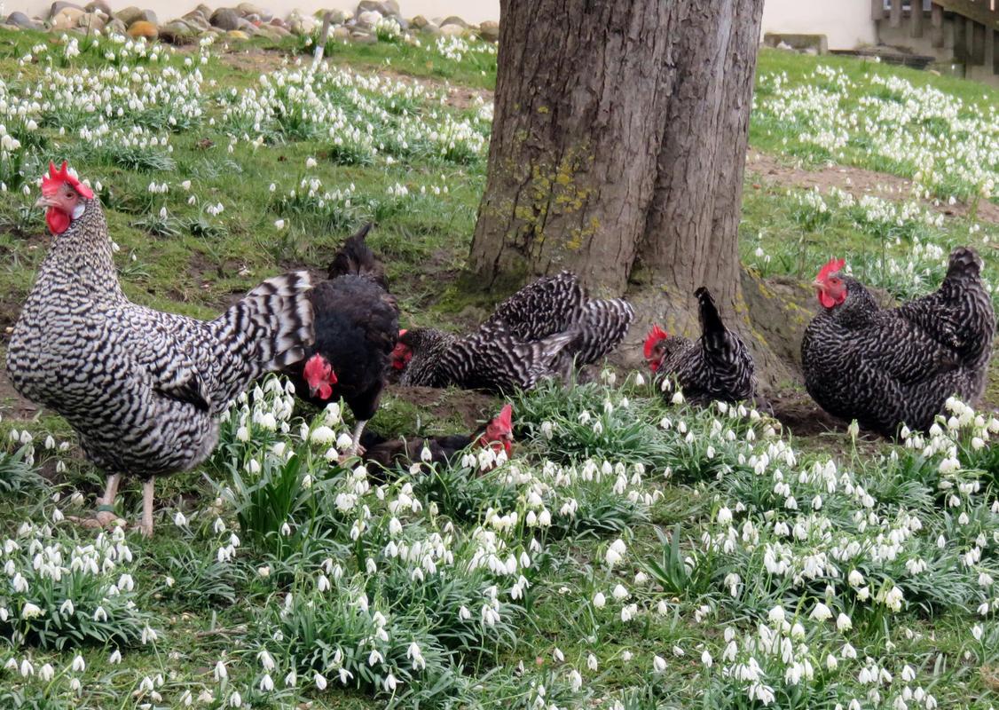 Frühling auf dem Hühnerhof