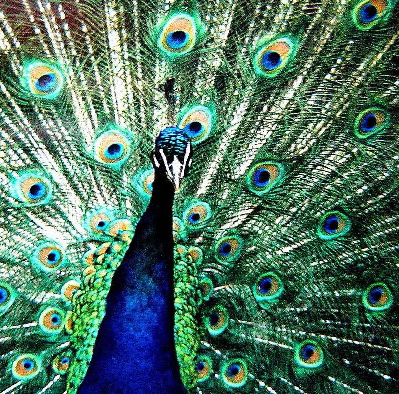 Blauer Pfau