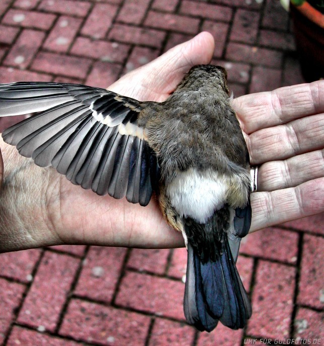 Es wäre ein wunderschöner Dompfaff geworden