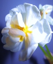 Frühblüher