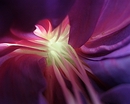 Fuchsie "Deep Purple"
