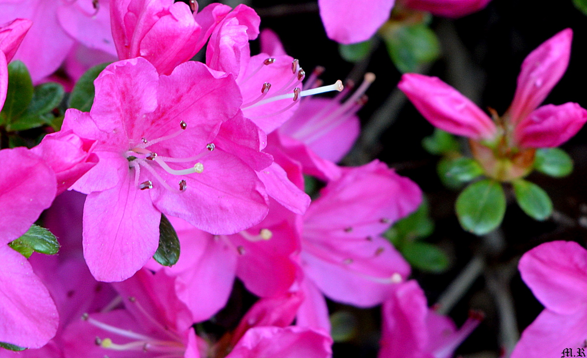 Azaleen Blüte