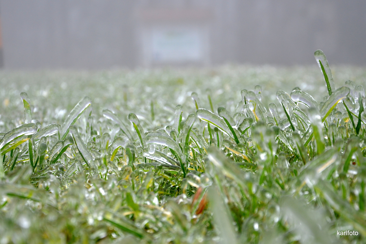 Wiese unter Eis