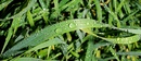 Regentropfen