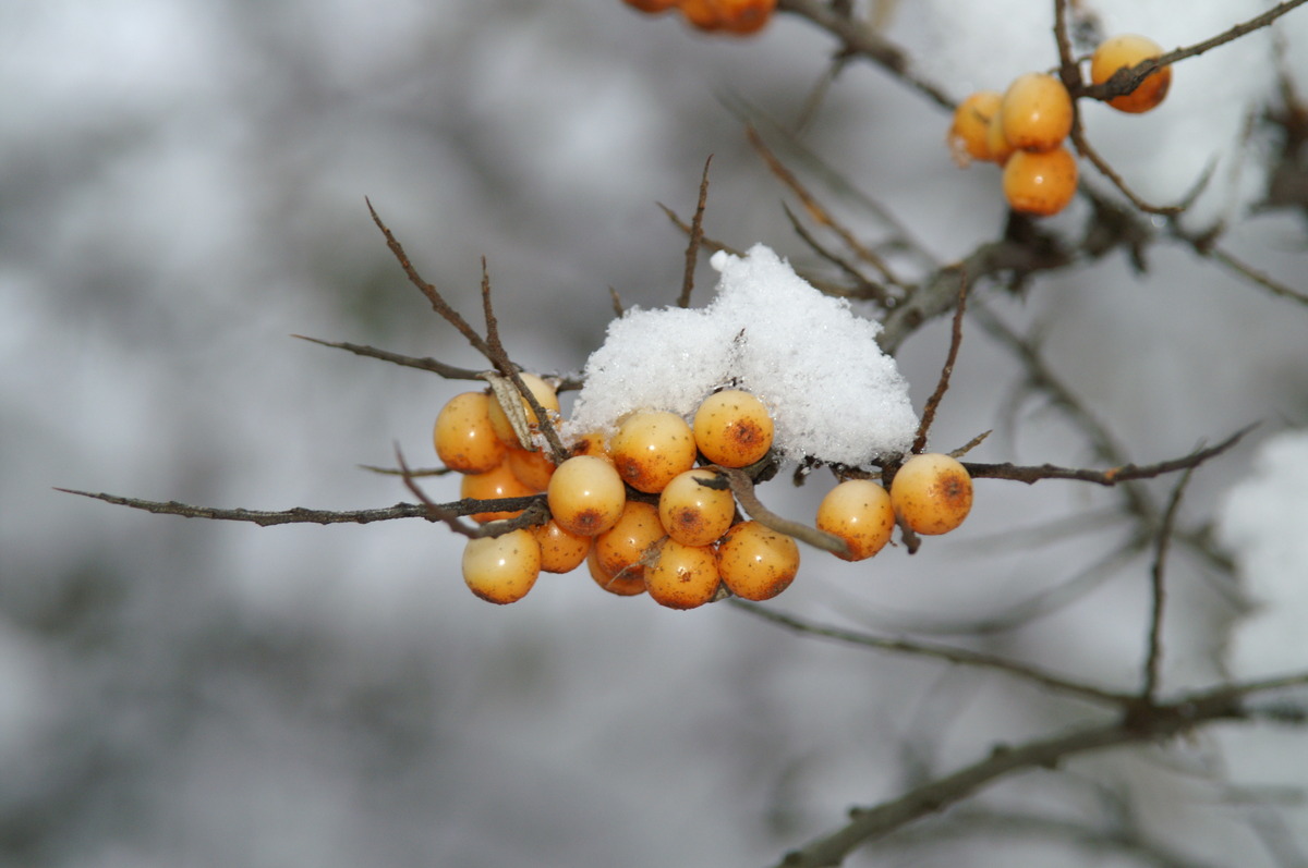 Früchte & Schnee 1