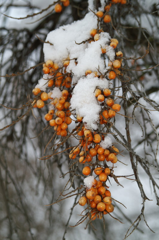 Früchte & Schnee 2