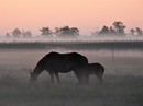 Pferdeweide im Nebel