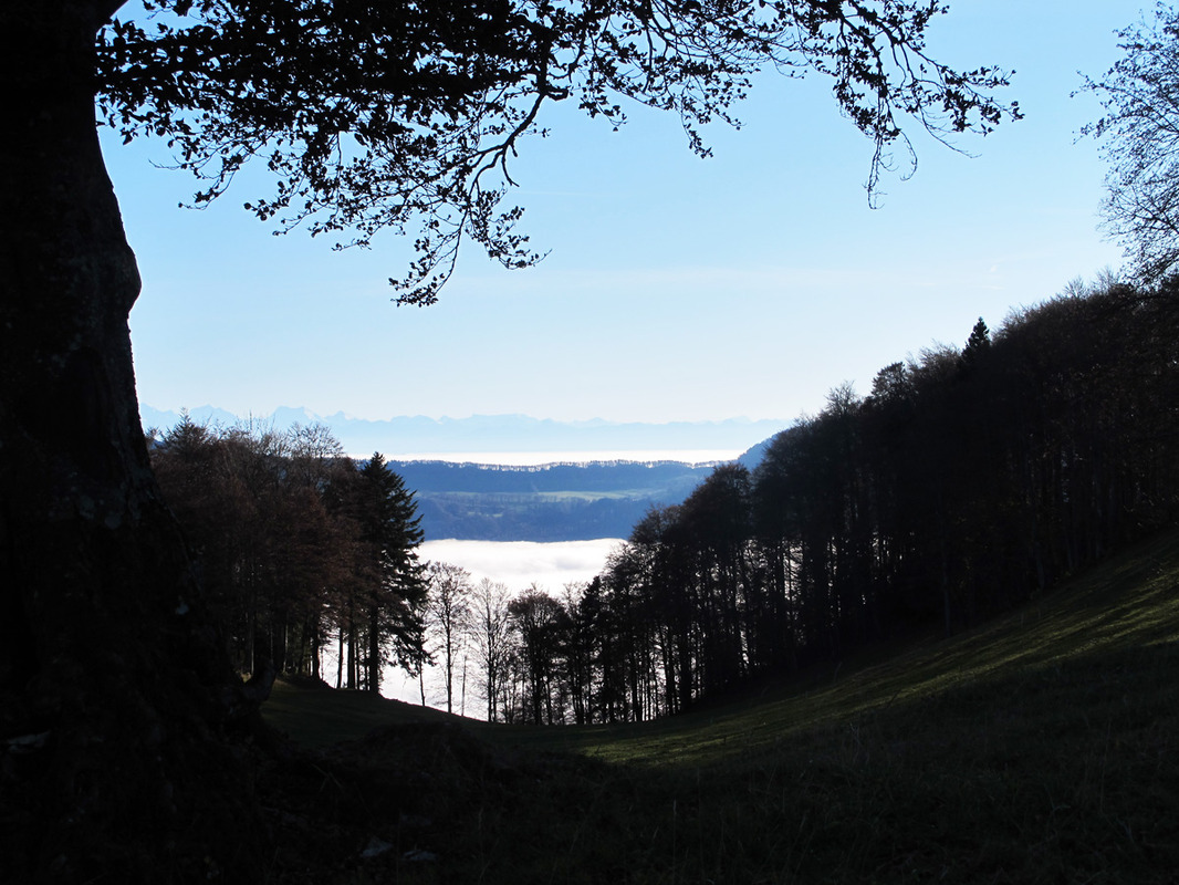 Über der Nebelsuppe!