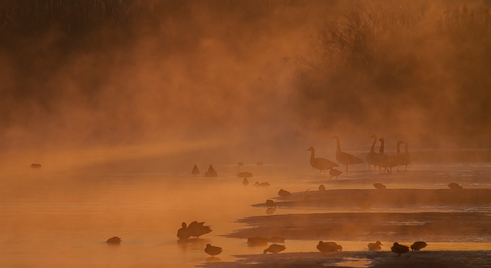 Der Nebel .....